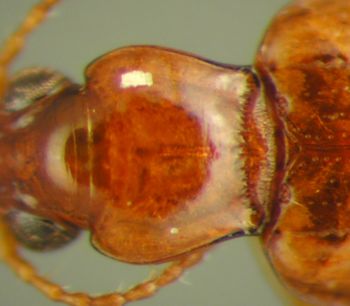 Media type: image;   Entomology 33061 Aspect: pronotum dorsal